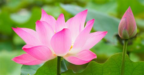 Are Lotus Flowers Edible: A Detailed Exploration with Multiple Perspectives