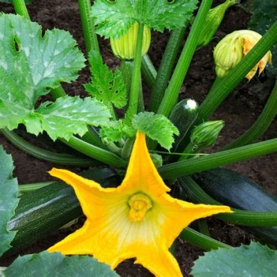 can you eat zucchini flowers