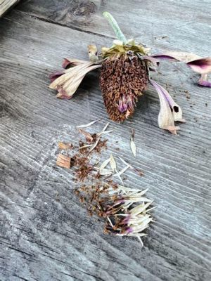 Can You Harvest Zinnia Seeds from Cut Flowers: A Detailed Discussion