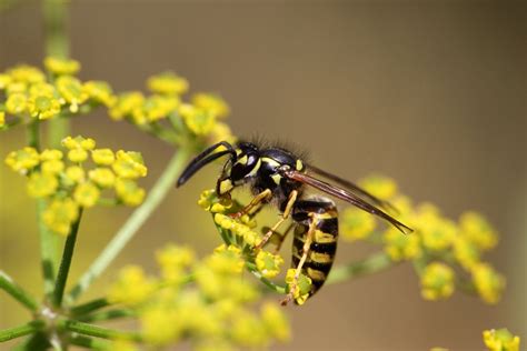 Do Wasps Pollinate Flowers: An Insight into Their Role in Nature