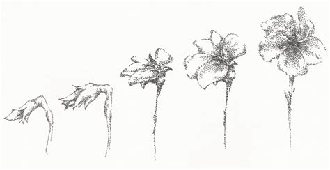 Easy How to Draw Flowers: A Guide to Blooming Artistic Expressions