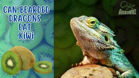 What Flowers Can Bearded Dragons Eat? An Exploration of their Nutritional Needs and the Effects of Feeding them Different Types of Blossoms