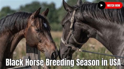 When Is Horse Breeding Season: A Multi-Layered Exploration