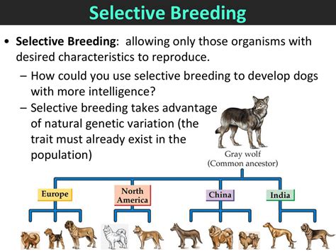 Which Crisis Can Be Improved By Selective Breeding? An In-Depth Exploration